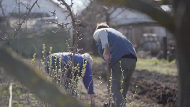 Gün ışığında kırsal alanda çalışan iki kadının bahar ağacı dallarının arkasında çekim yapmak. Kadın çiftçiler sebze ekmek için bahçe aletleri kullanıyorlar. Çiftçilik, tarım, tarım. — Stok video