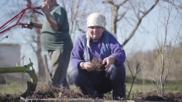 Portrait of old Caucasian woman cutting off vegetable roots outdoors. Man furrowing fertile soil at the background. Couple working in rural garden on sunny spring day. Agriculture, farming. — Stock Video