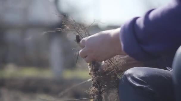 Boční pohled na ženské staré ruce odřezávající kořeny rostlin za slunečného dne. Nerozpoznatelná běloška, která na jaře pracovala na venkovské zahradě. Pěstování, zemědělství. — Stock video