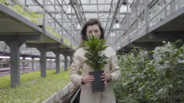 Kamera, yeşil bitkili tencere tutan beyaz bir kadına yaklaşıyor. Glasshouse 'daki güzel esmer kadının portresi. Yüzden bitkiye odaklanma değişiklikleri.