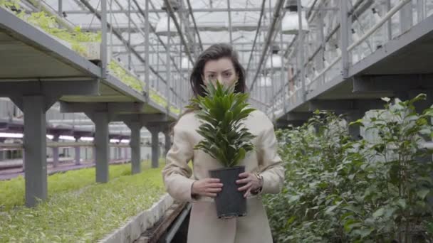 Caméra approchant de femme caucasienne attrayante tenant pot avec plante verte. Portrait de belle dame brune en serre. Mettre l'accent sur les changements de visage à herbe . — Video
