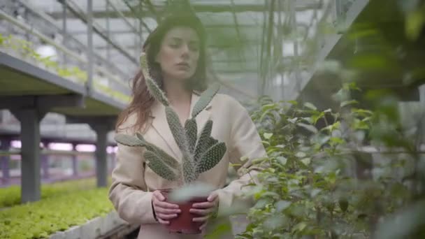 Jovem mulher caucasiana calma segurando panela com cacto e olhando em volta em estufa. Retrato de bela senhora elegante entre plantas em estufa. Tiro médio . — Vídeo de Stock