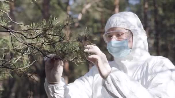 保護服、手袋、眼鏡、顔のマスクの若い白人男性は日当たりの良い森の中で針葉樹の針を引き裂く。Covid-19隔離中に働く植物学者の肖像画。コロナウイルスの問題. — ストック動画