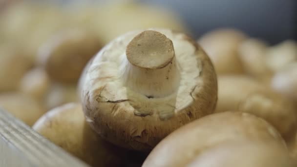 Extrém közelkép a pezsgőkről az élelmiszerboltban. Friss gombák hevernek a bolti polcon. Egészséges táplálkozás, bio ételek, fogyókúra. — Stock videók