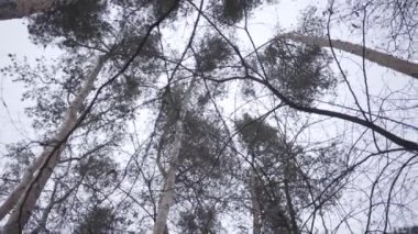 Gri sonbahar bulutlu gökyüzünün arka planındaki ağaç taçlarının alt görüntüsü. Doğa, soğuk hava, bitki örtüsü..