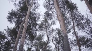Kamera, ağaç tacından şehir sokağına doğru klasik sokak lambasıyla hareket ediyor. Bulutlu bir sonbahar ya da bahar gününde sakin bir banliyö. Soğuk sıcaklık, yeşillik, sükunet..
