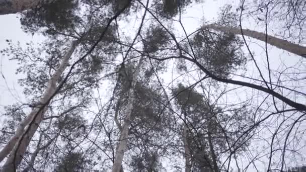 Vista inferior de coroas de árvores no fundo do céu nublado cinza outono. Natureza, temperatura fria, flora . — Vídeo de Stock