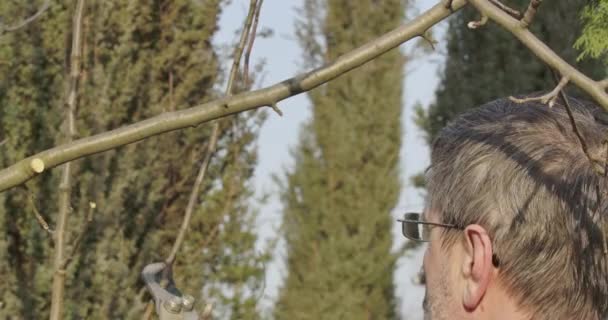 Vista lateral del hombre caucásico adulto cortando la rama seca del árbol y dejando. Retrato de cerca del tipo de pelo gris en anteojos cuidando el jardín al aire libre. Primavera, estilo de vida. Sede del cine 4k ProRes . — Vídeo de stock