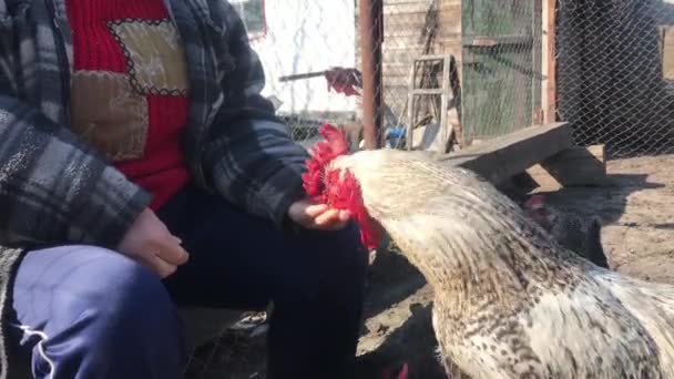 Close-up of domestic cock eating sunflower seeds from old female Caucasian hand outdoors. Unrecognizable woman feeding poultry on the yard. Farming, rural lifestyle, sunny day. — Stock Video