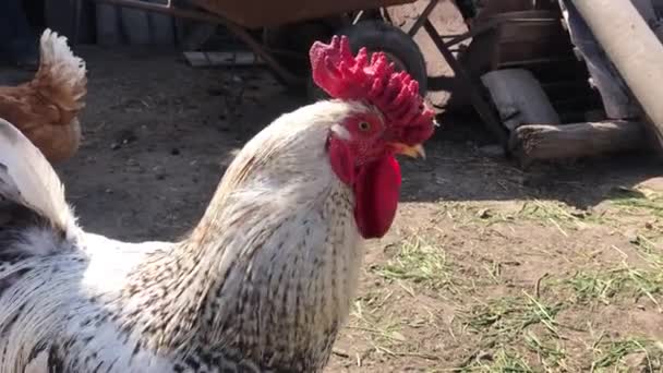 Frango andando no quintal rural no dia ensolarado. Conceito de estilo de vida rural, agricultura, animais domésticos . — Vídeo de Stock