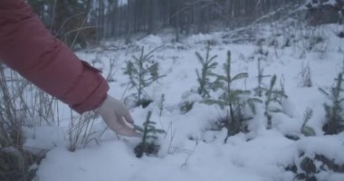 Karda yetişen köknar ağacının filizine dokunan beyaz kadın eli. Vahşi doğada yeşil iğnelere hayran olan kimliği belirsiz bir kadın. Doğa, çevre turizmi, yaşam tarzı. Sinema 4k ProRes Merkezi.