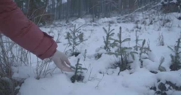 Kvinnlig vit hand vidrör groddar av gran som växer i snö. Okänd kvinna beundrar gröna nålar i vildmarken. Natur, ekoturism, livsstil. Bio 4k ProRes HQ. — Stockvideo