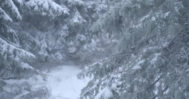 Nieve cayendo sobre abetos verdes en el bosque de invierno. Belleza severa de la naturaleza del norte. Ecología, lugares no tocados por el hombre. Sede del cine 4k ProRes . — Vídeo de stock