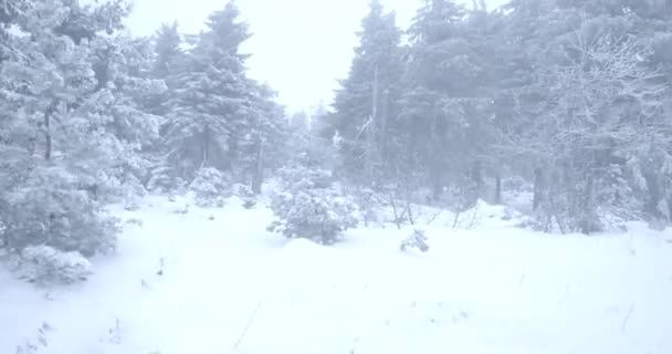 Ernstige noordelijke dennenbos bedekt met witte sneeuw. Sneeuwvlokken vallen op takken. Schieten vanuit een auto die door het bos rijdt. Natuur, schoonheid, koude tijd. Cinema 4k ProRes Hoofdkwartier. — Stockvideo