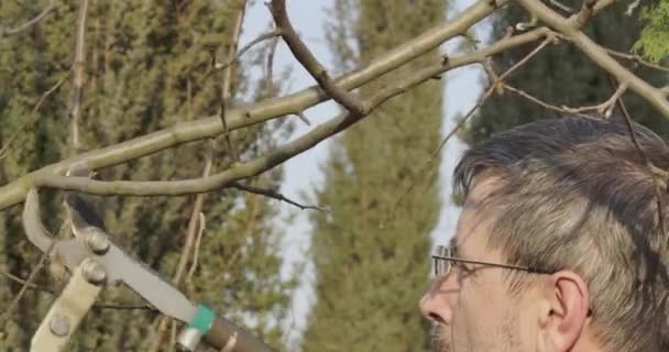 Close-up of adult Caucasian man cutting branches on tree outdoors. Side view of senior guy taking care of garden on spring sunny day. Lifestyle, gardening, cultivation. Cinema 4k ProRes HQ. — Stock Video