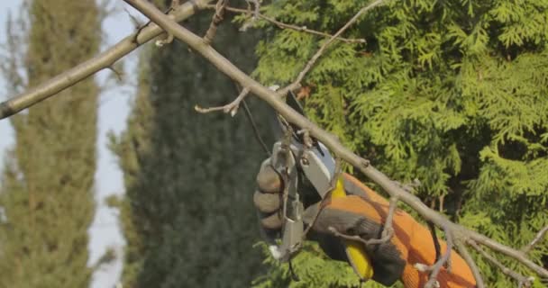 Close-up of female Caucasian hand in working gloves cutting dry branches with secateurs. Unknown adult woman taking care of trees outdoors. Farming, lifestyle, spring. Cinema 4k ProRes HQ. — Stock Video