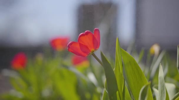 Druppels water vallen op prachtige rode bloem en groene bladeren buiten. Close-up van het gieten van zachte tulp buiten in zonnestralen. Prachtige natuurschoon. — Stockvideo