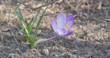 Açık havada yetişen narin mor çiçeğin yakın çekimi. Rüzgarda sallanan güzel menekşe yaprakları. Bahçecilik, doğa, yaz, bahar, güzellik. Sinema 4k ProRes Merkezi.