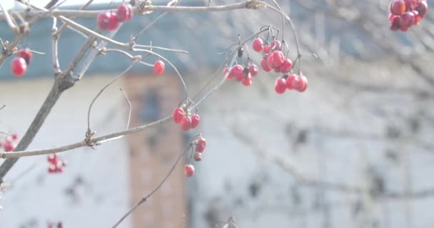 Czerwone zimowe jagody na brązowej gałęzi trzęsące się na wietrze. Jagody wiszące na drzewie w słoneczny dzień na zewnątrz. Natura, środowisko, viburnum, ogrodnictwo. Kino 4k ProRes kwatera główna. — Wideo stockowe