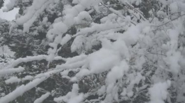 Her zaman yeşil olan köknar ağacına beyaz kar düşüyor. Açık havada kar yağışlı kış havası. Çevre, manzara, ekoloji.