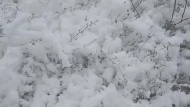 Bomen takken in witte sneeuw bibberen buiten. Prachtige winterse natuur in het noorden. Versheid, schoonheid, milieu. — Stockvideo