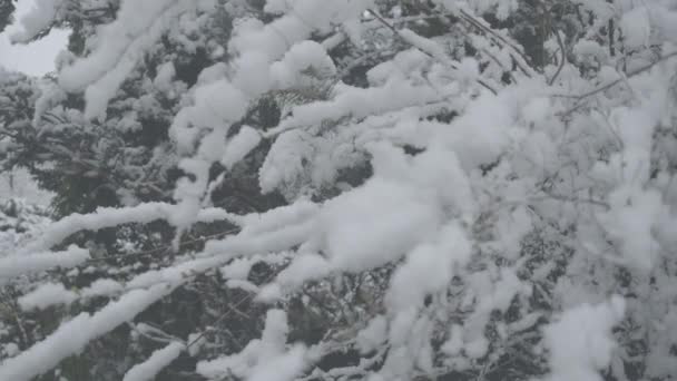 Nieve blanca cayendo sobre abeto siempreverde. Clima nevado de invierno al aire libre. Medio ambiente, paisaje, ecología . — Vídeos de Stock