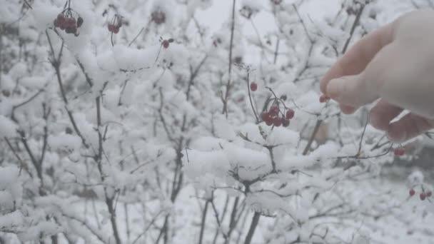 Mężczyzna kaukaski ręka oderwać jagoda od śnieżny drzewo gałąź i ściskać ono. Czerwone jagody rosnące na zewnątrz w ostrym mroźnym sezonie. Natura, piękno. — Wideo stockowe