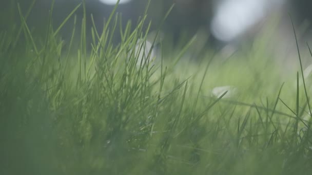 Zöld fűszálak remegnek a szabadban. Gyengéd levelek nőnek a napfényben tavasszal vagy nyáron. Természet, ökoszisztéma. — Stock videók