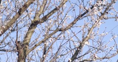 Açık mavi gökyüzünün arka planında çiçek açan ağaç. Bitki dallarında güzel narin çiçekler. Doğada güzellik, bahçecilik. Kamera yukarı çıkıyor. Sinema 4k ProRes Merkezi.