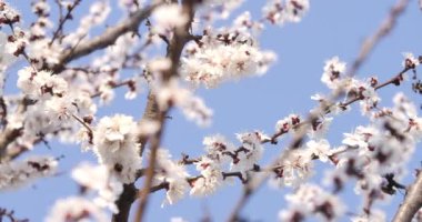 Etrafında arılar uçuşurken ağaçların çiçek açtığı yakın plan. Dallarda yetişen güzel beyaz çiçekler mavi ilkbahar veya arka planda yaz gökyüzü. Doğa, mevsim. Sinema 4k ProRes Merkezi.