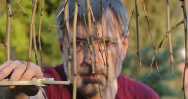 Σοβαρός λευκός αγρότης κόβει κλαδιά με κλαδευτήρια. Θολωμένος άντρας κλαδεύει δέντρα στον κήπο την ηλιόλουστη ανοιξιάτικη μέρα και φεύγει. Κηπευτικά, φύση, κηπουρική, τρόπος ζωής. Κινηματογράφος 4k ProRes HQ. — Αρχείο Βίντεο