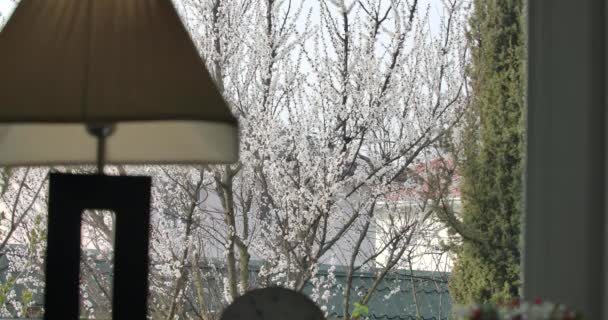 Árbol de primavera floreciente detrás del cristal de la ventana. Persona desconocida cerrando cortina blanca con hermosa vista al aire libre. Belleza, naturaleza, jardinería. Sede del cine 4k ProRes . — Vídeos de Stock