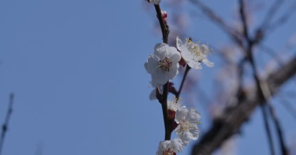 Detailní záběr bílých květin kvetoucích na větvi stromu. Malé křehké okvětní lístky na pozadí jasné jarní oblohy. Letní příroda, krása, klid, teplá sezóna. Cinema 4k ProRes HQ. — Stock video