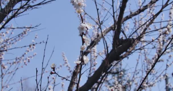 봄 하늘의 배경에서 피어나는 나무. 흰 꽃 주위를 날아다니는 벌들 이 나뭇가지에 자라고 있습니다. 자연의아름다움, 화창 한 날, 환경. 시네마 4k ProRes HQ. — 비디오