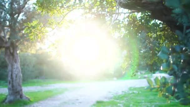 Sol brillando a través de las hojas de los árboles en el bosque o parque. Hermosa naturaleza de verano en Chipre. Medio ambiente, tranquilidad, paisaje . — Vídeo de stock