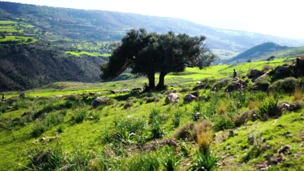 Bela paisagem verde em Chipre. Tiro largo extremo de montanhas cobertas de árvores e grama com pastores pastando ovelhas. Natureza, reprodução, cultura tradicional . — Vídeo de Stock