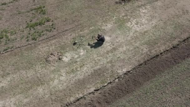 Drone view of man walking on agricultural field after adjusting lawn mower. Top view of farmer taking break while working outdoors on sunny spring day. Camera moves up. Gardening, farming. — Stock Video