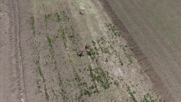 Drone sigue al rubio chico caucásico corriendo a lo largo del campo agrícola en las afueras. Vista aérea de un niño feliz y alegre disfrutando de un soleado día de primavera al aire libre. Infancia, ocio, felicidad, estilo de vida . — Vídeo de stock