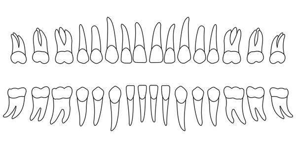 Conjunto de dientes — Archivo Imágenes Vectoriales