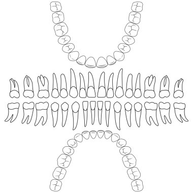 dental formula teeth clipart
