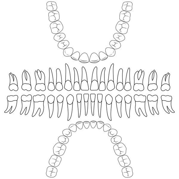 dental formula teeth