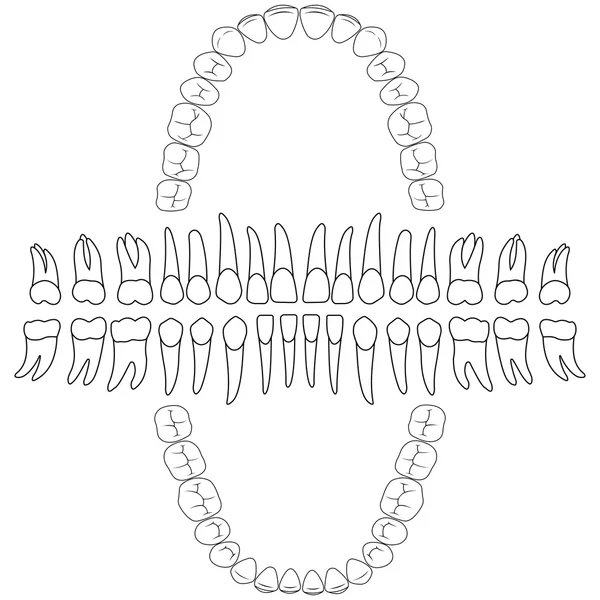 Contornos dientes fórmula dental — Vector de stock