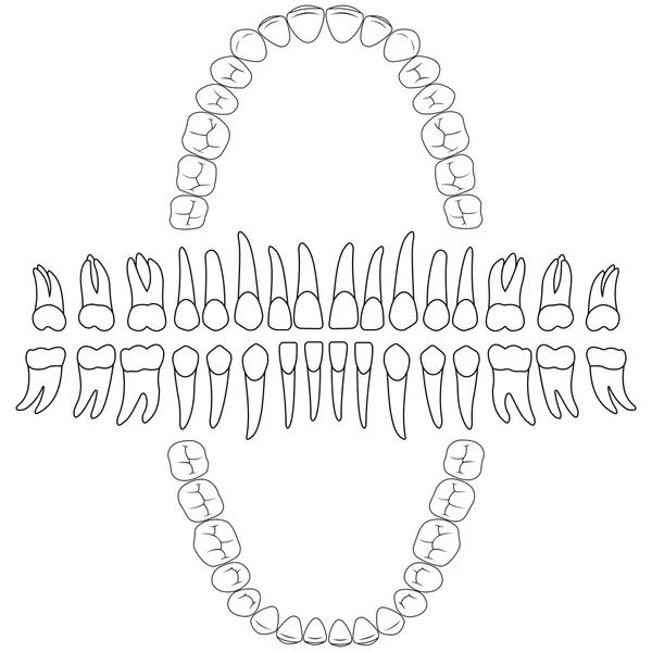 歯並びストックベクター ロイヤリティフリー歯並びイラスト Depositphotos