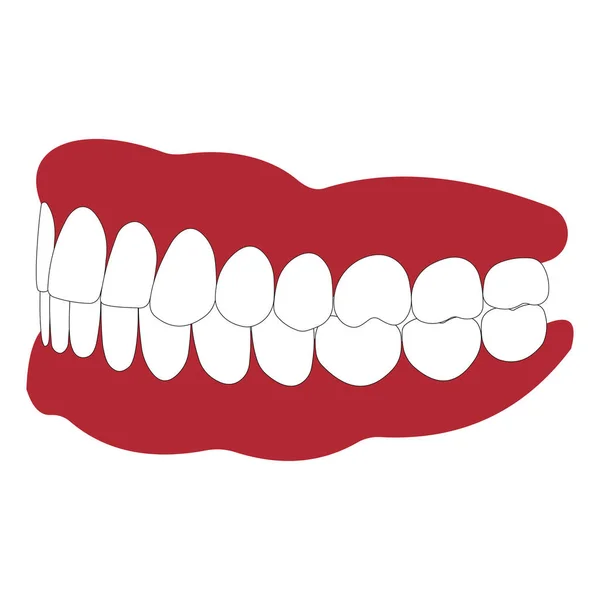 Dentaduras com dentes brancos — Vetor de Stock