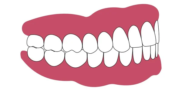 Dientes y encías persona — Vector de stock