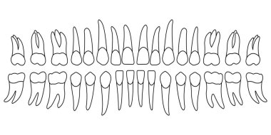 insan dişleri kümesi