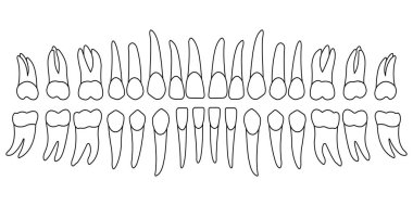 set of human teeth clipart