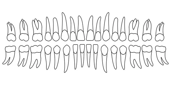 人間の歯のセット — ストックベクタ