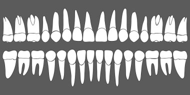 set of human teeth dental template clipart