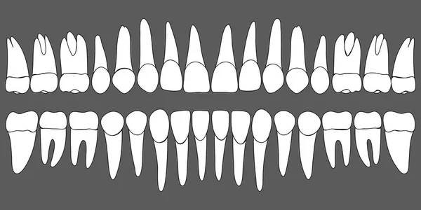 Conjunto de dentes humanos modelo dental —  Vetores de Stock